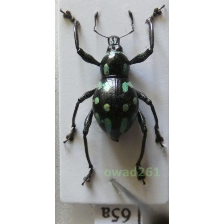Metapocyrtus lindabonus W.Schultze, 1922 female Philippines65a
